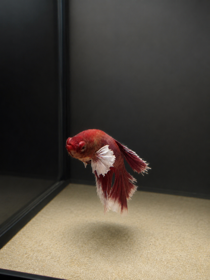 Betta-Assorted Dumbo
