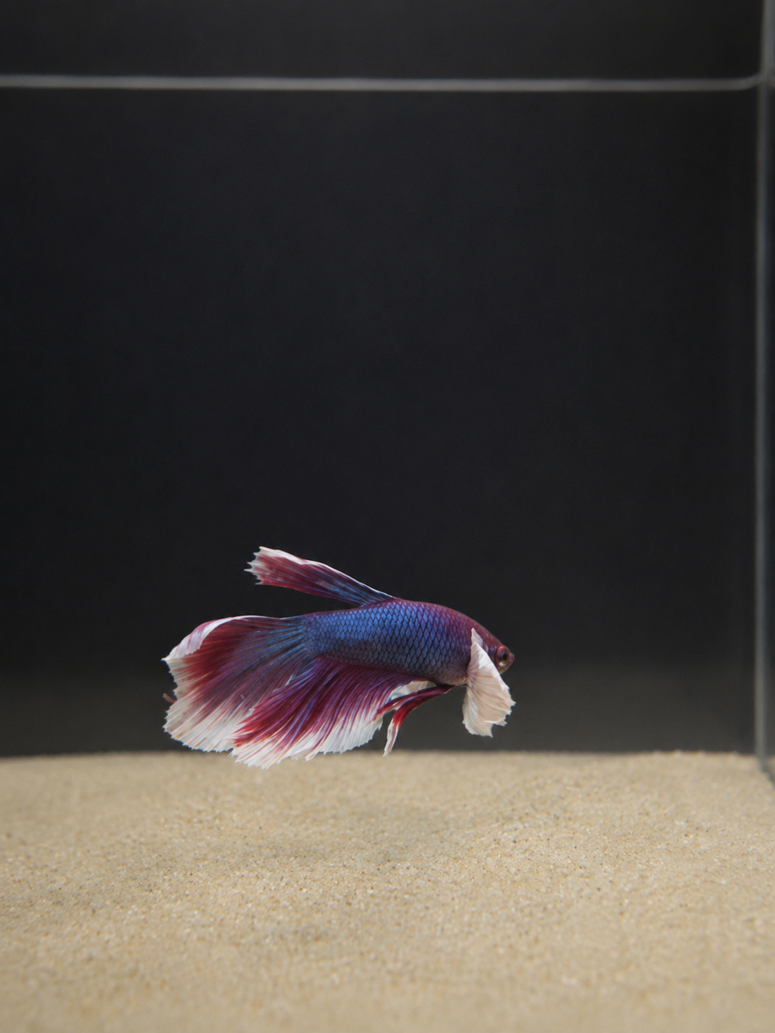 Betta-Assorted Dumbo
