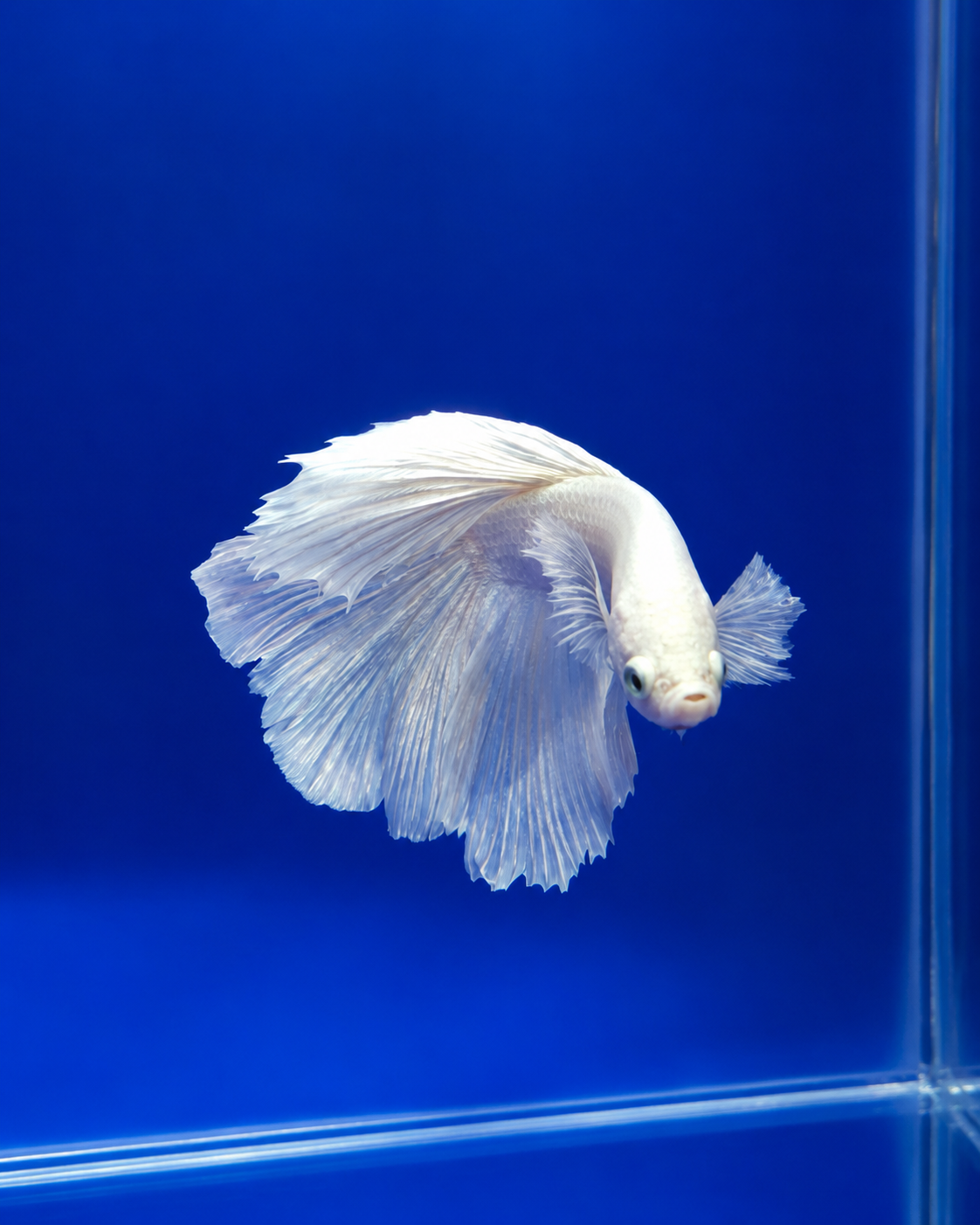 Betta-Assorted Dumbo