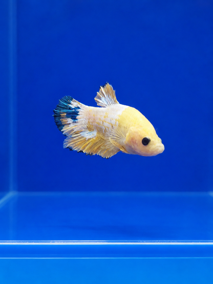 Betta-Assorted Plakat