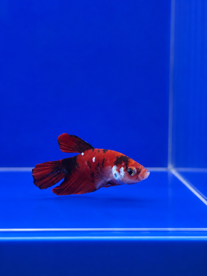 Betta-Assorted Plakat