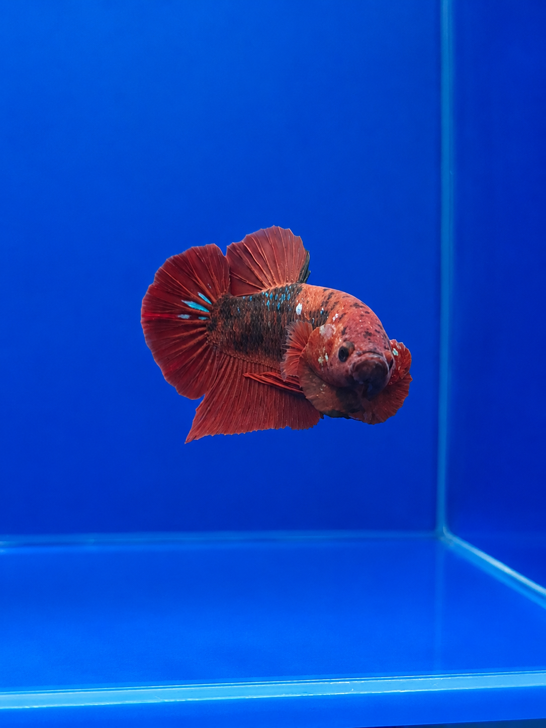 Betta-Assorted Plakat