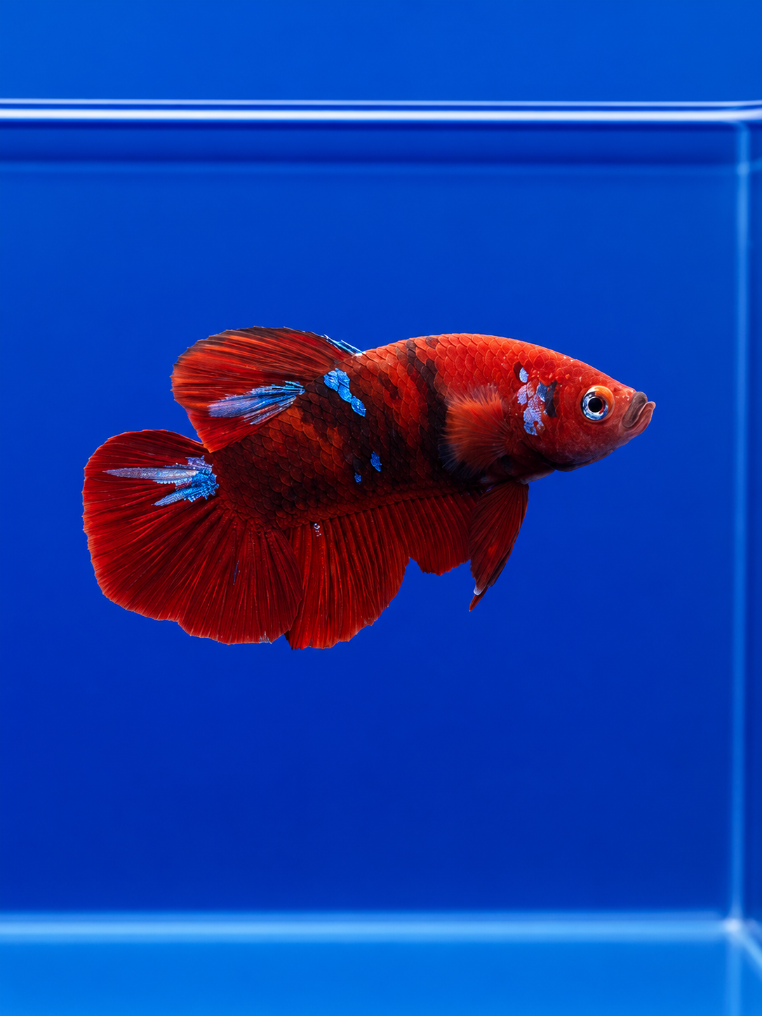 Betta-Assorted Plakat