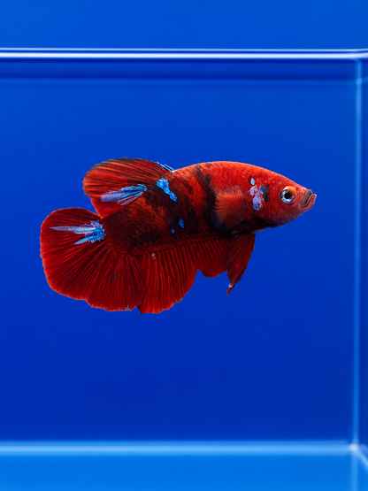 Betta-Assorted Plakat