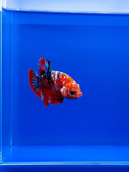Betta-Assorted Plakat