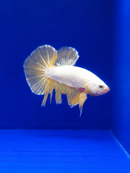 Betta-Assorted Plakat