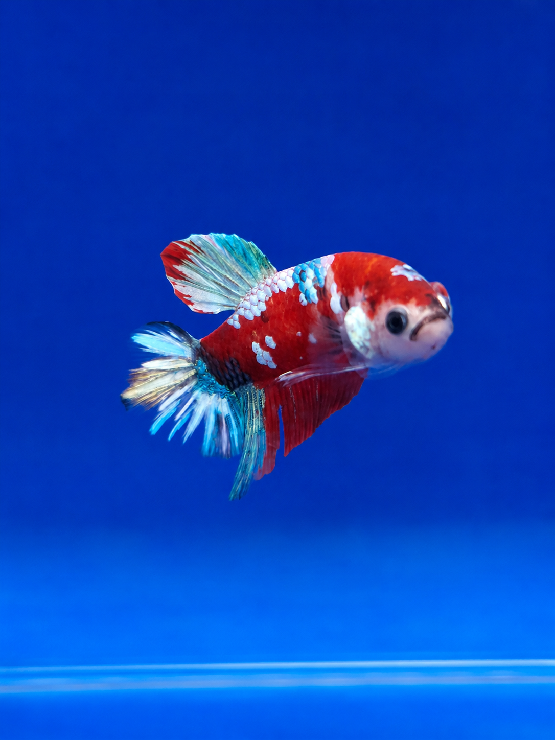 Betta-Assorted Plakat
