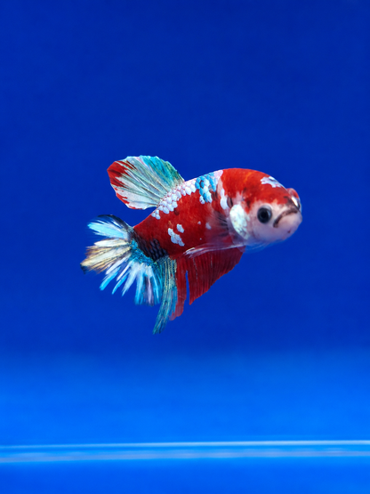 Betta-Assorted Plakat