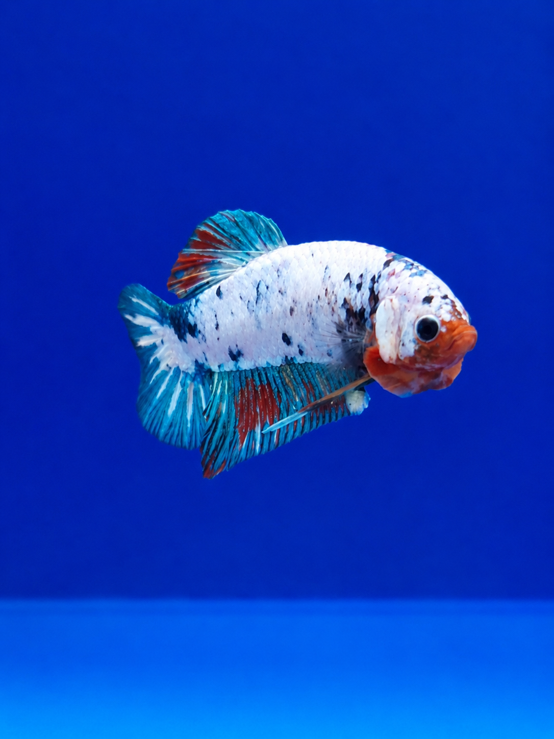 Betta-Assorted Plakat
