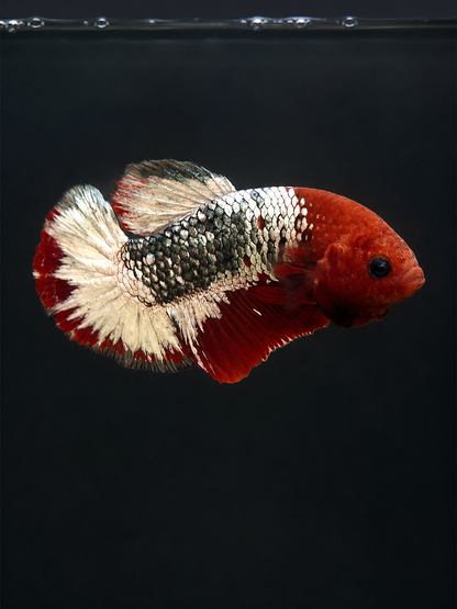 Betta-Assorted Plakat