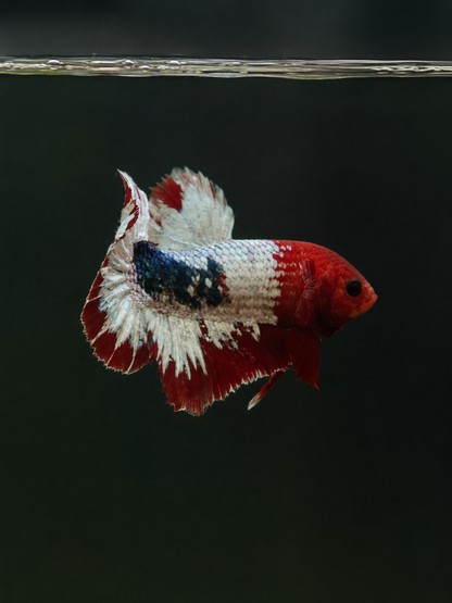 Betta-Assorted Plakat