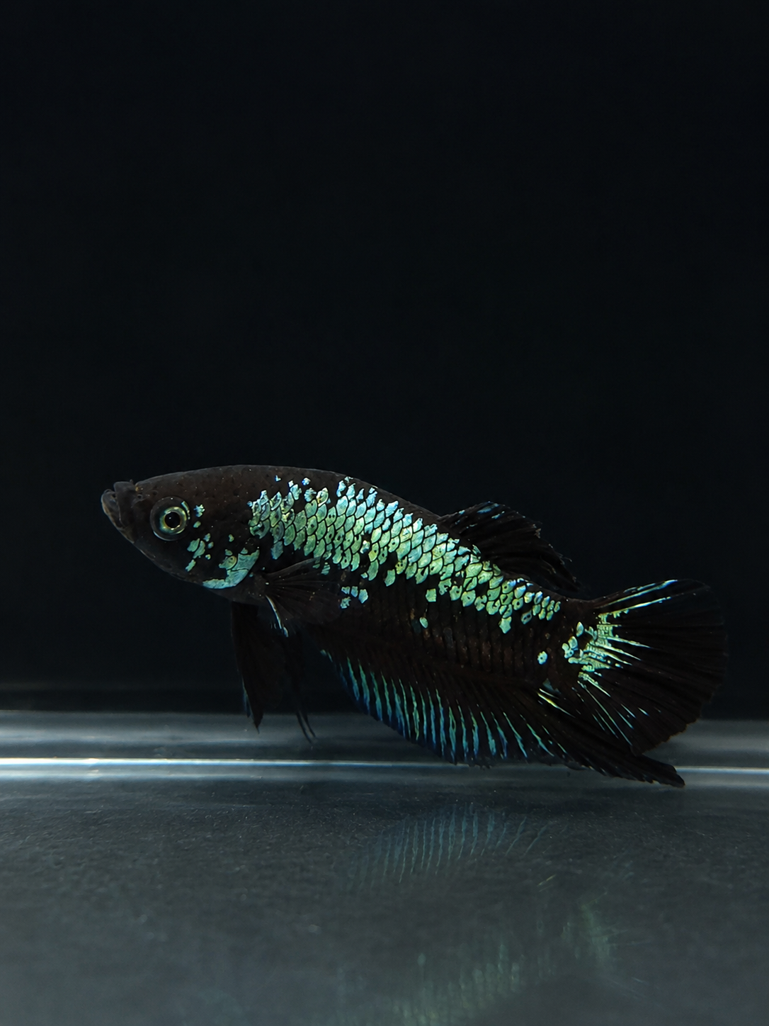 Betta-Assorted Plakat