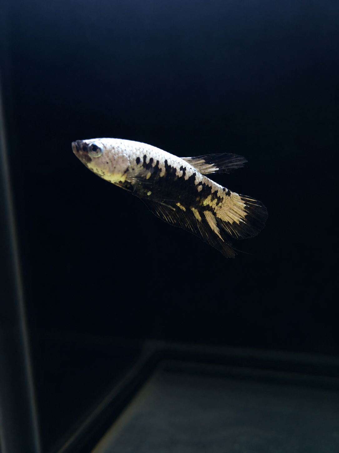 Betta-Assorted Plakat