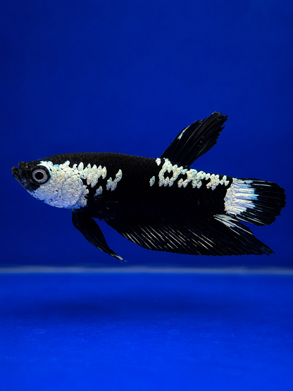 Betta-Assorted Plakat