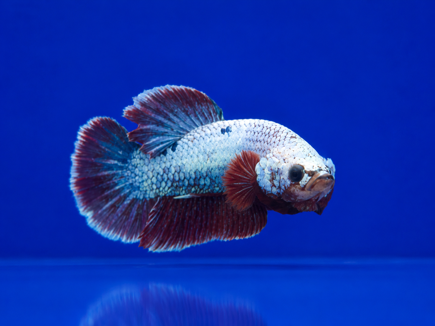 Betta-Assorted Plakat