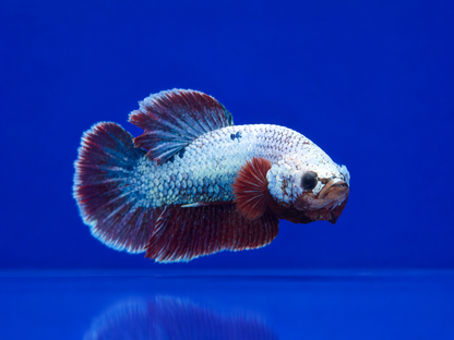 Betta-Assorted Plakat