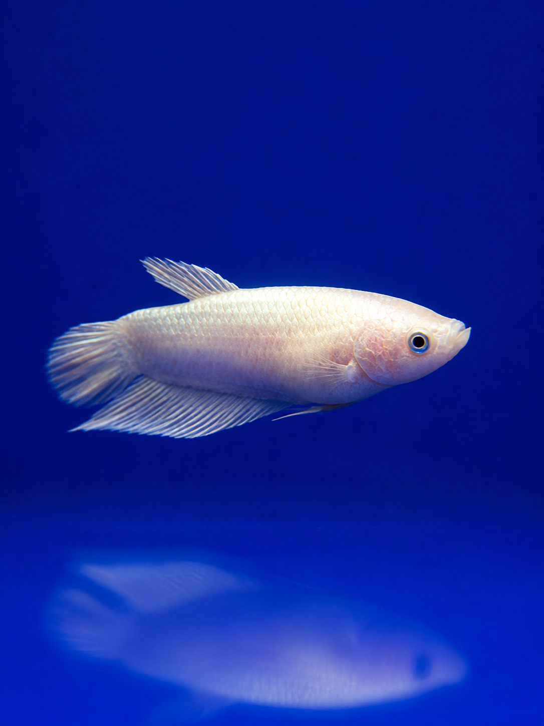 Betta-Assorted Plakat