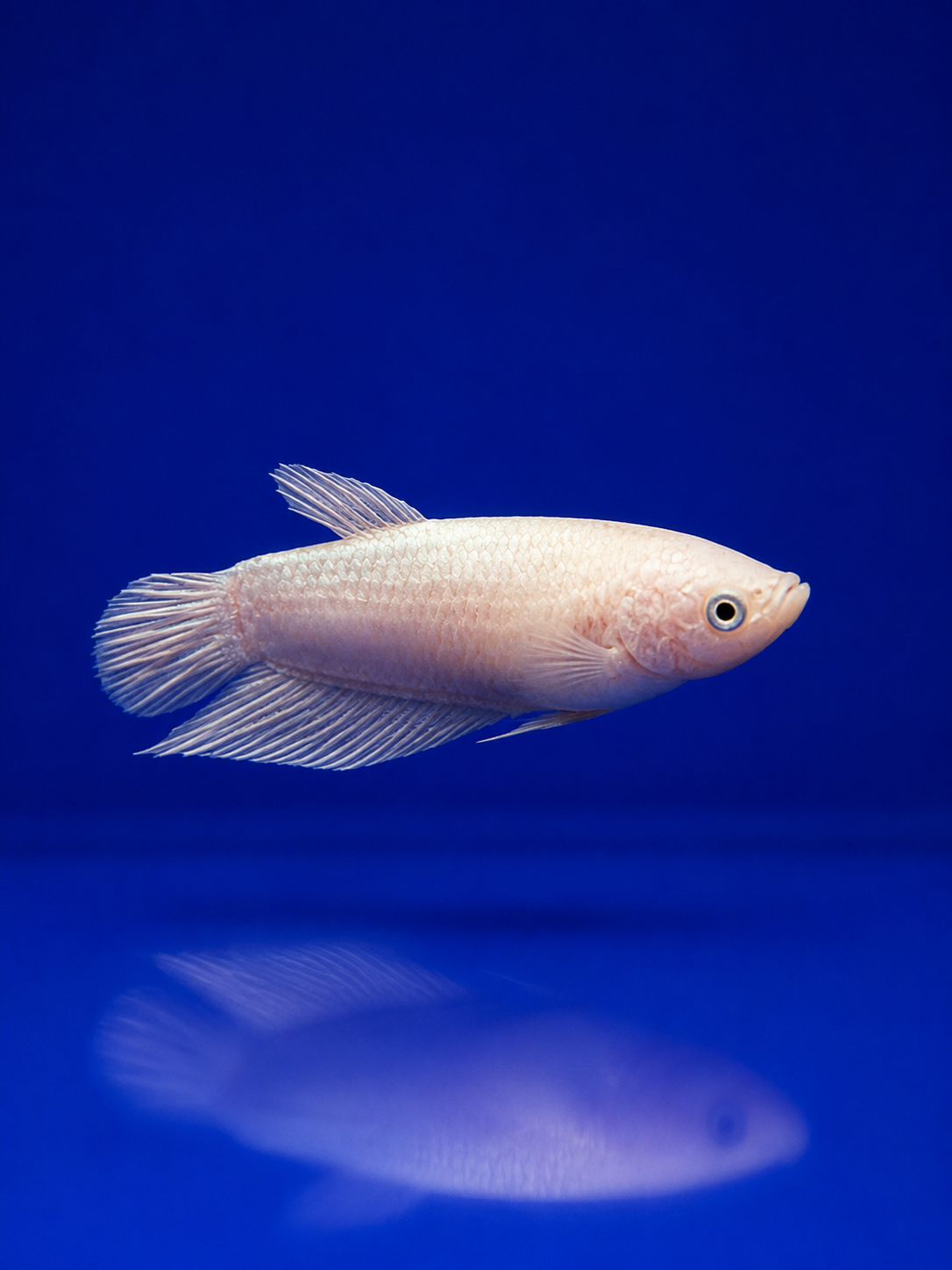 Betta-Assorted Plakat