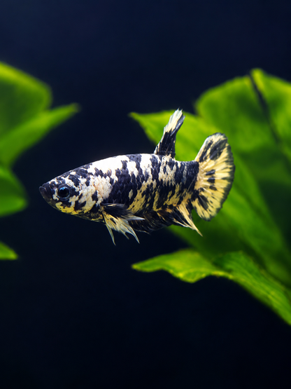 Betta-Assorted Plakat