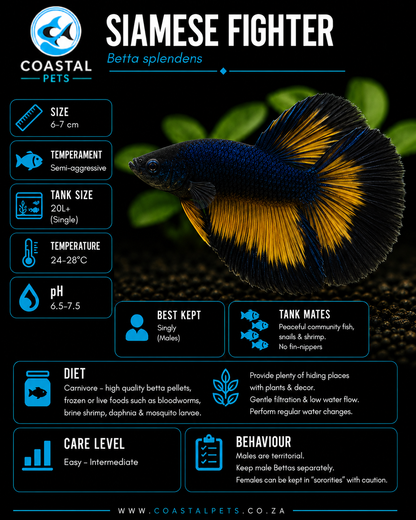 Betta-Super Delta Mustard Gas