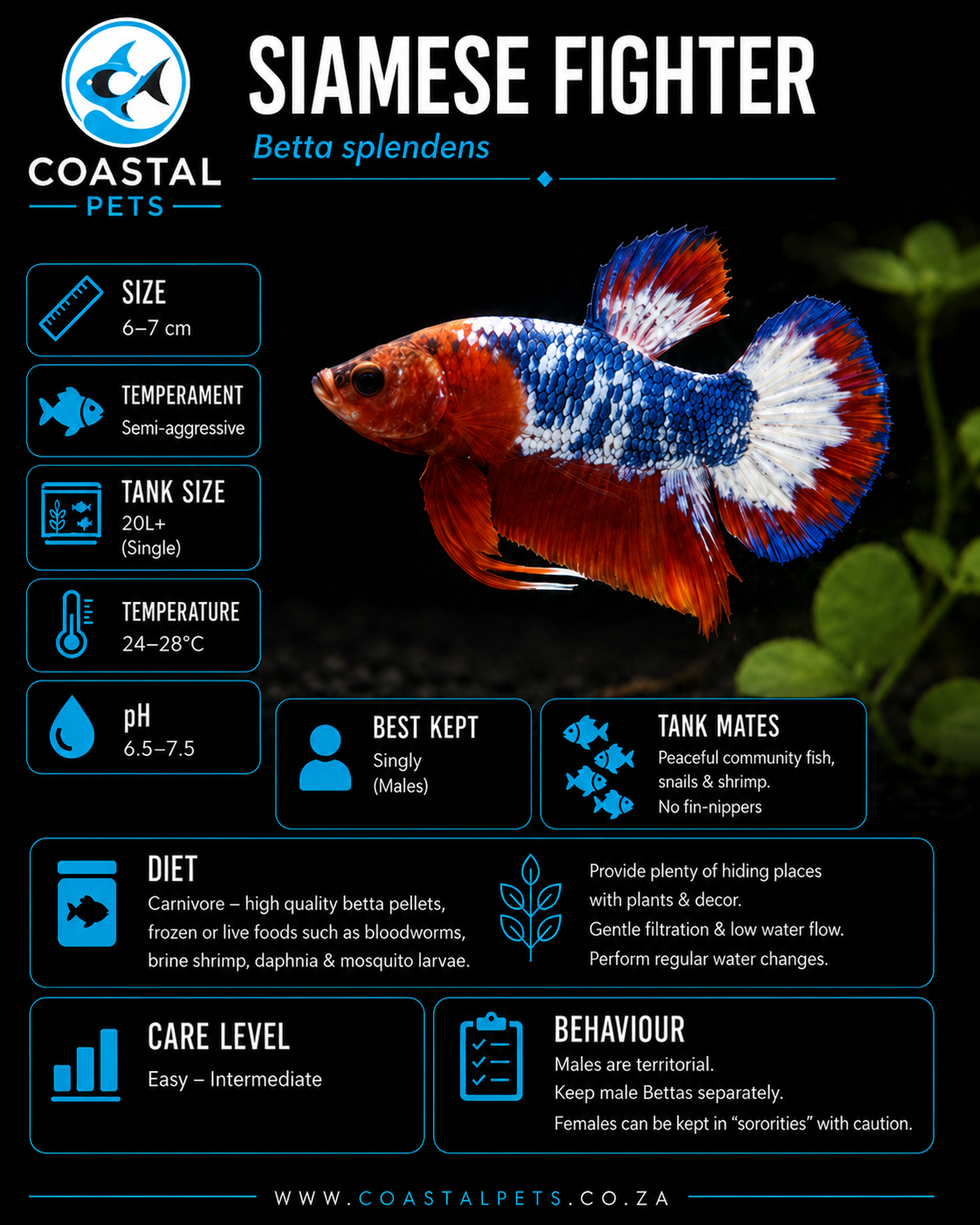 Betta-Plakat AAA Grade