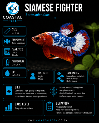 Betta-Plakat AAA Grade