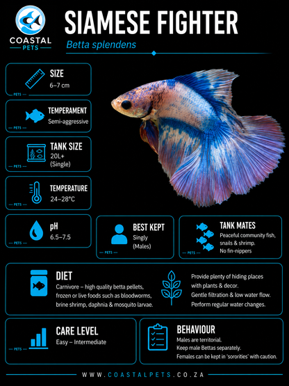 Betta-Full Moon Betta