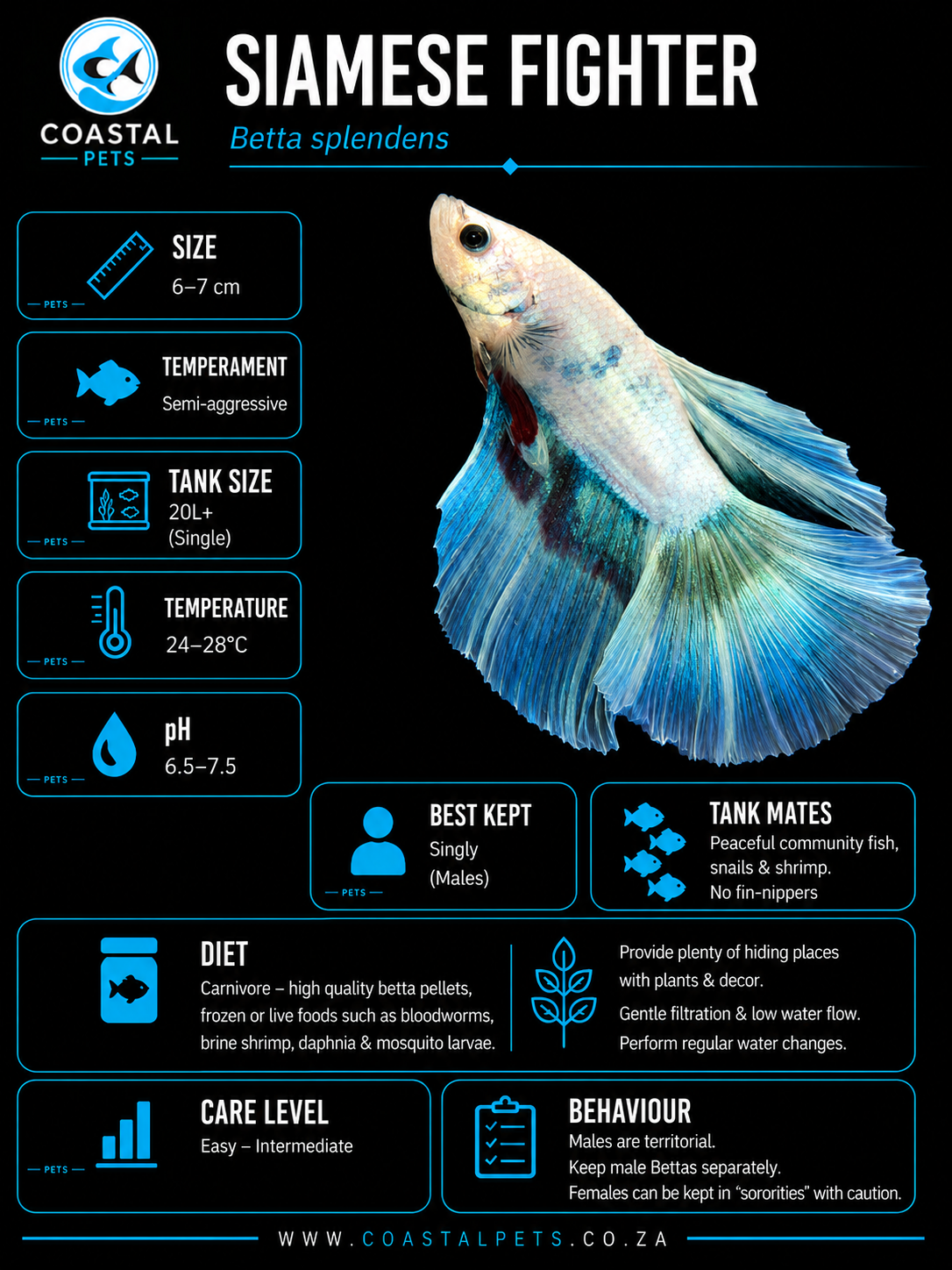 Betta-Full Moon Betta