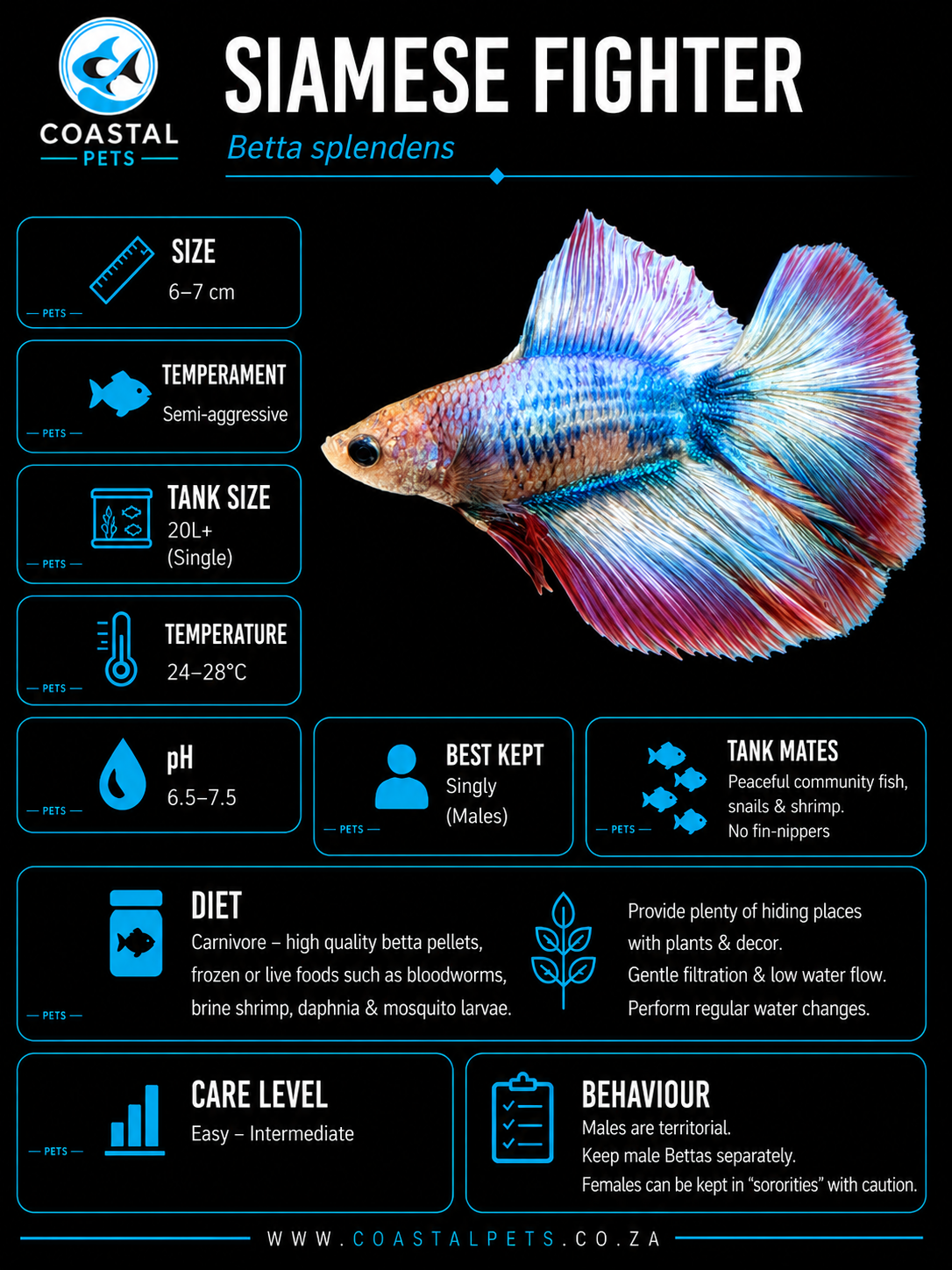 Betta-Full Moon Betta