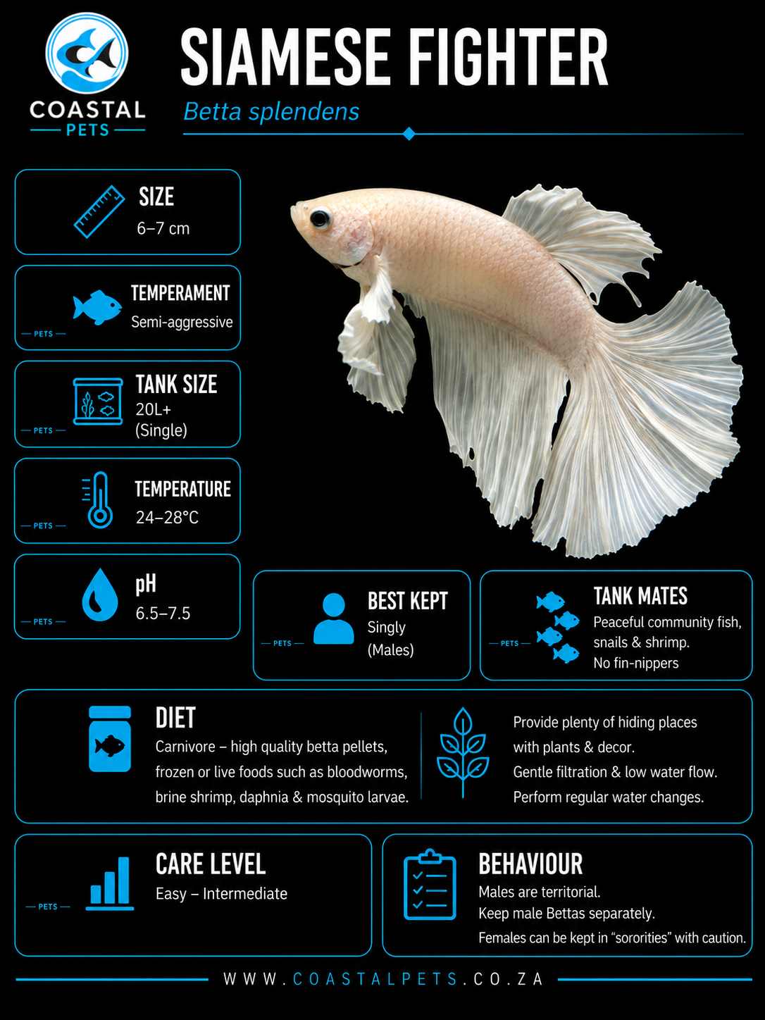 Betta-Full Moon Betta
