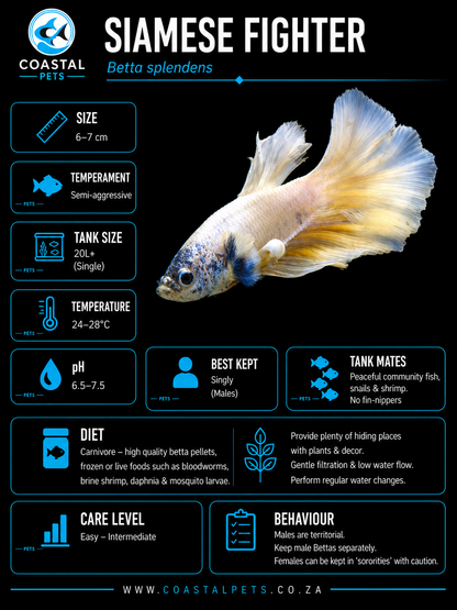 Betta-Full Moon Betta