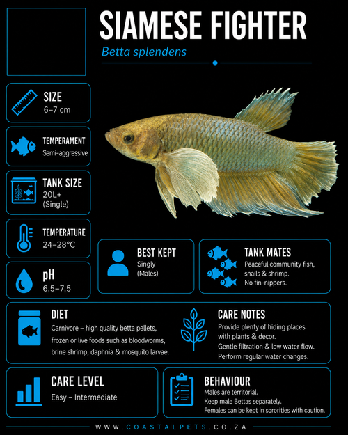 Betta-Dumbo Ear Plakat