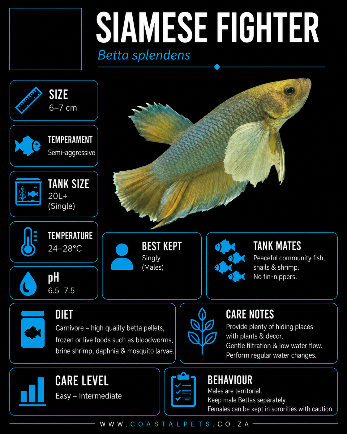 Betta-Dumbo Ear Plakat