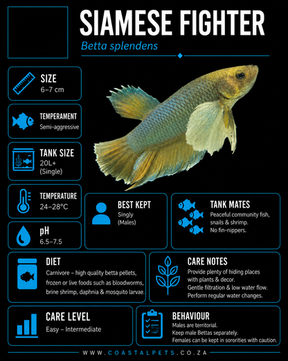 Betta-Dumbo Ear Plakat