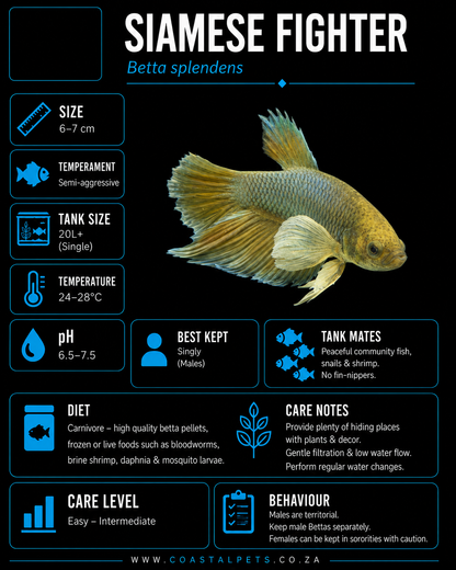 Betta-Dumbo Ear Plakat