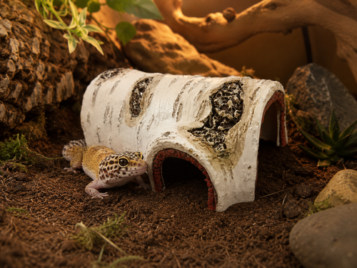 Reptile Birch Hide Cave