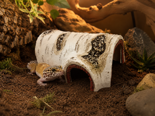 Reptile Birch Hide Cave