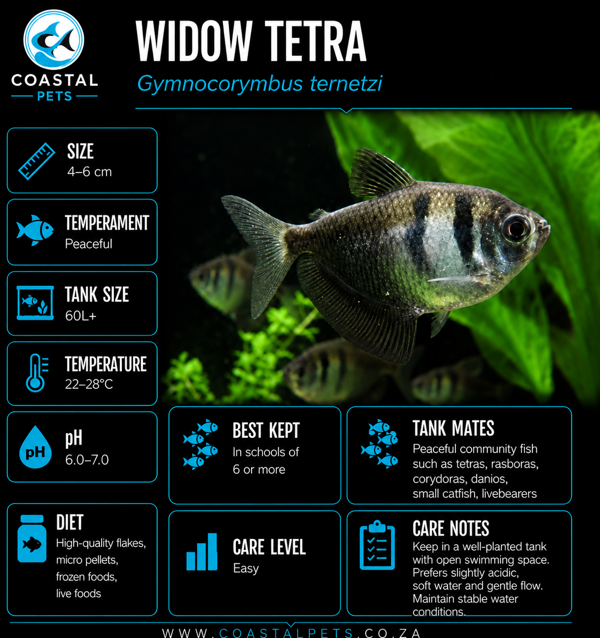 Tetra-Widow