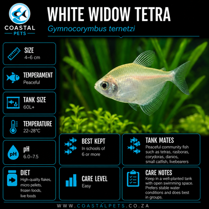 Tetra-Widow