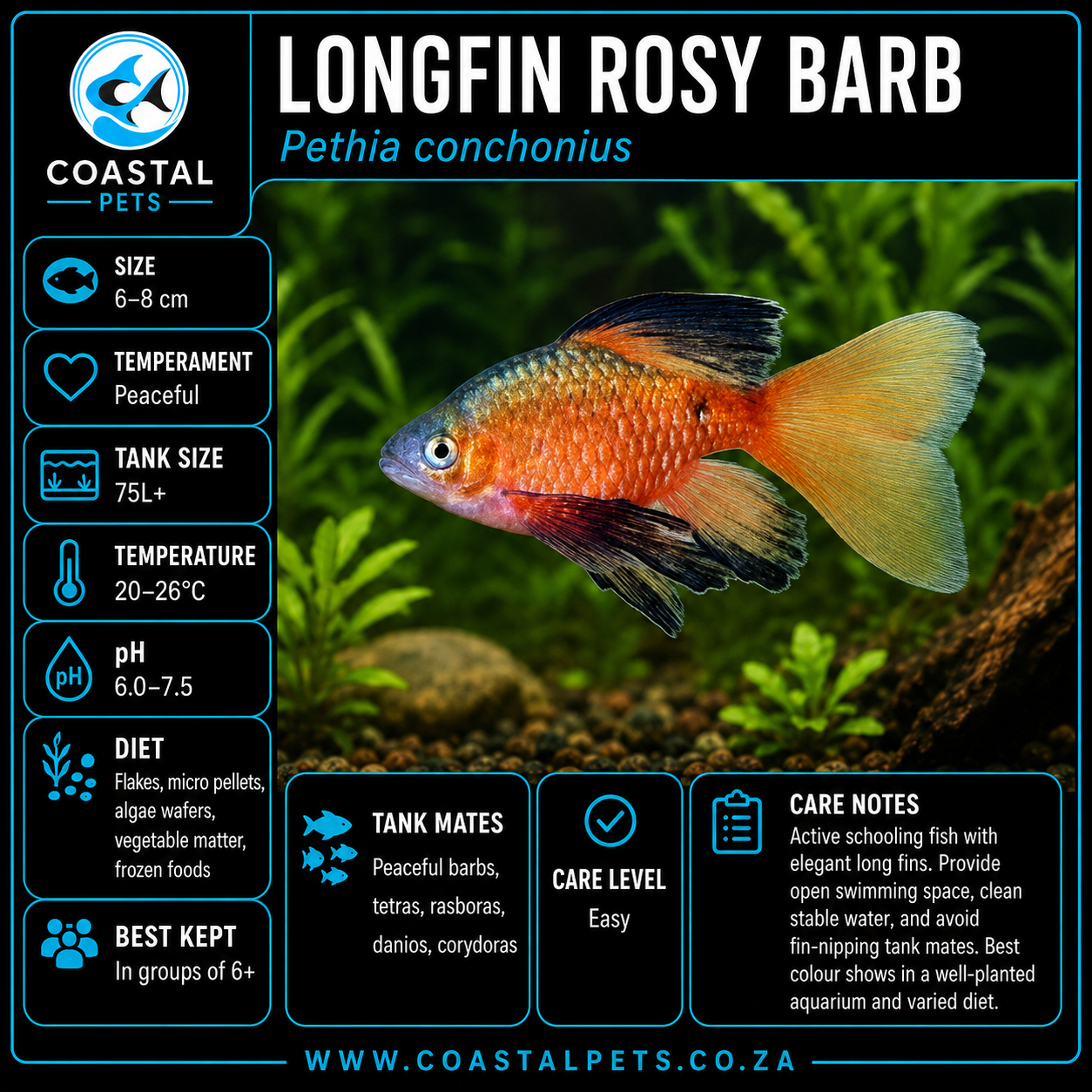 Barb-Rosy