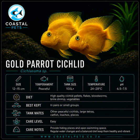 Cichlid-Yellow Parrot(50mm)