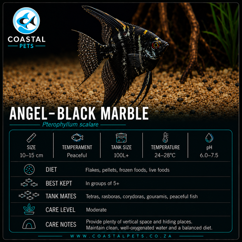 Angel-Black Marble