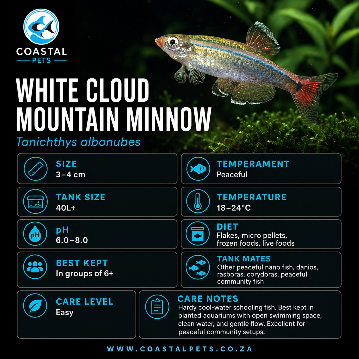 White Cloud Mountain Minnow
