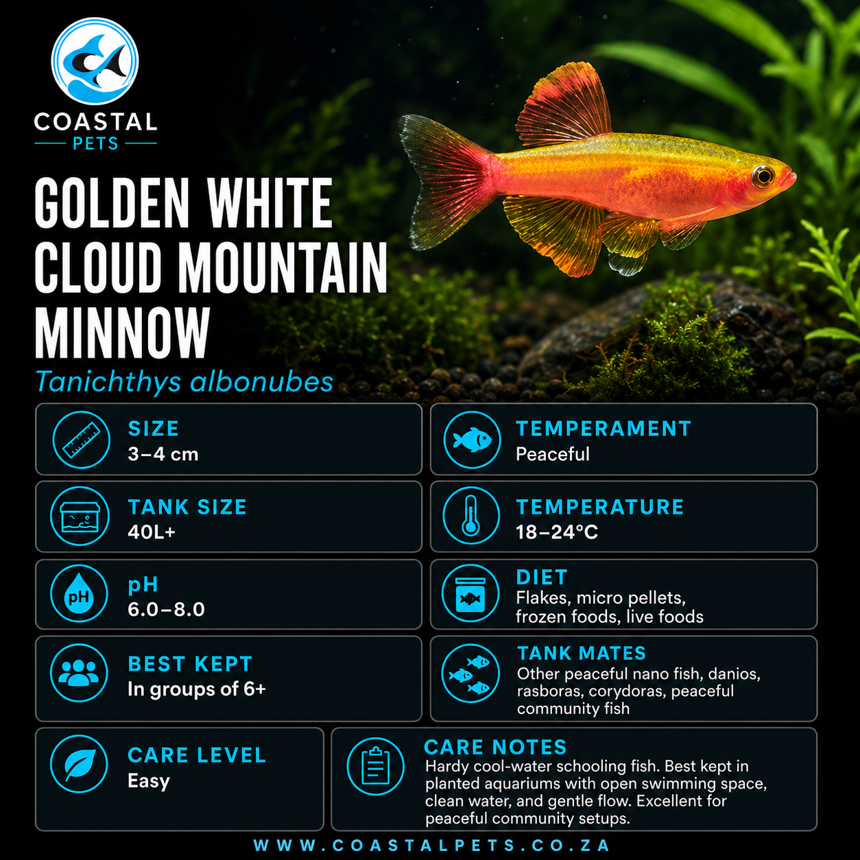 White Cloud Mountain Minnow