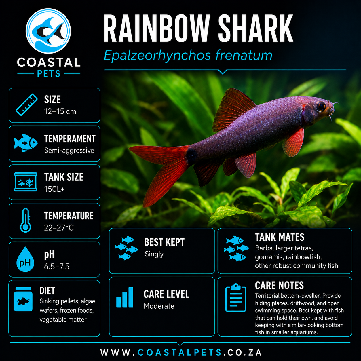 Shark-Rainbow 5-6cm