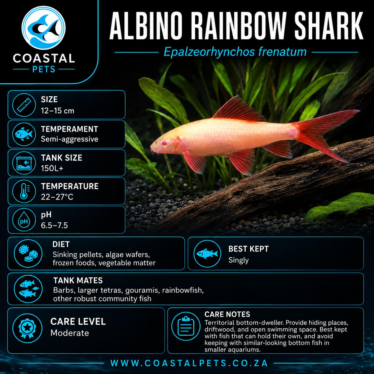 Shark-Rainbow 5-6cm
