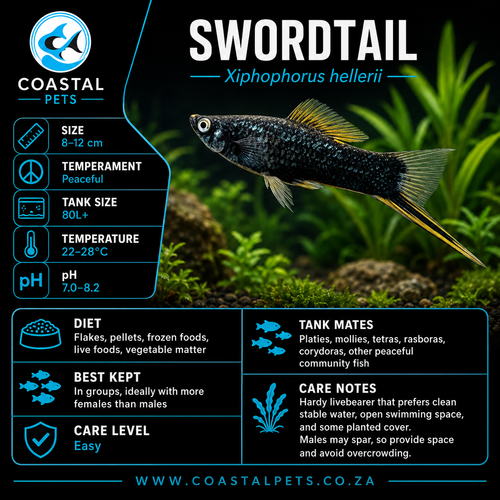 Swordtail(40-60mm)