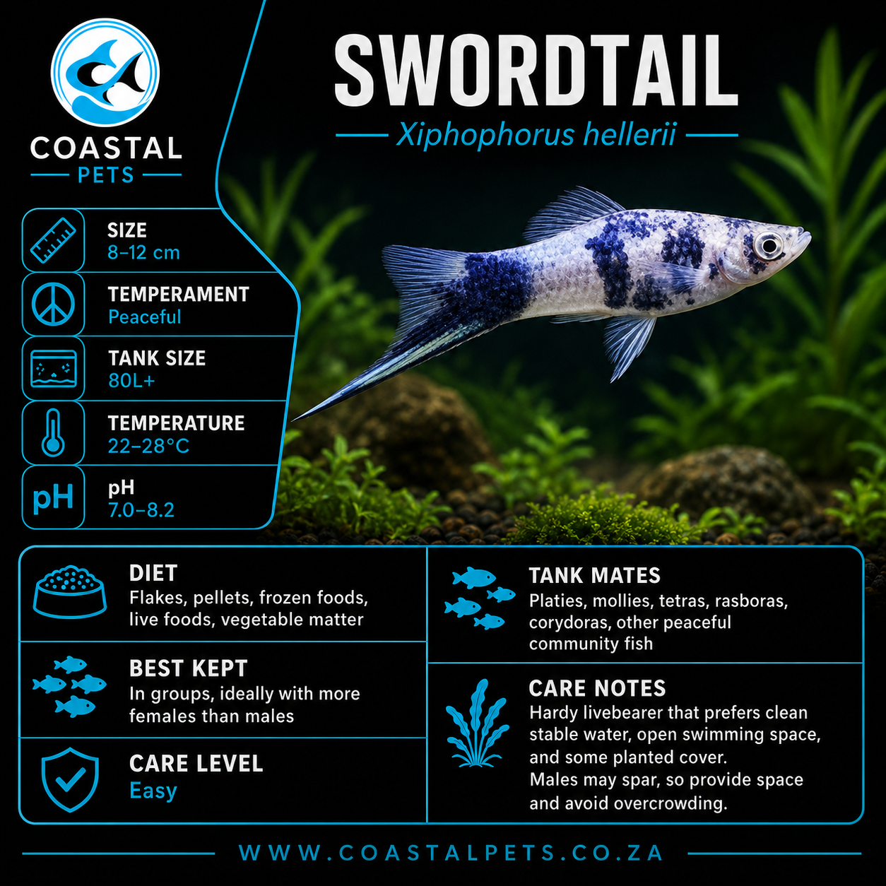 Swordtail(40-60mm)