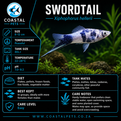 Swordtail(40-60mm)