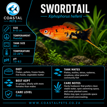 Swordtail(40-60mm)